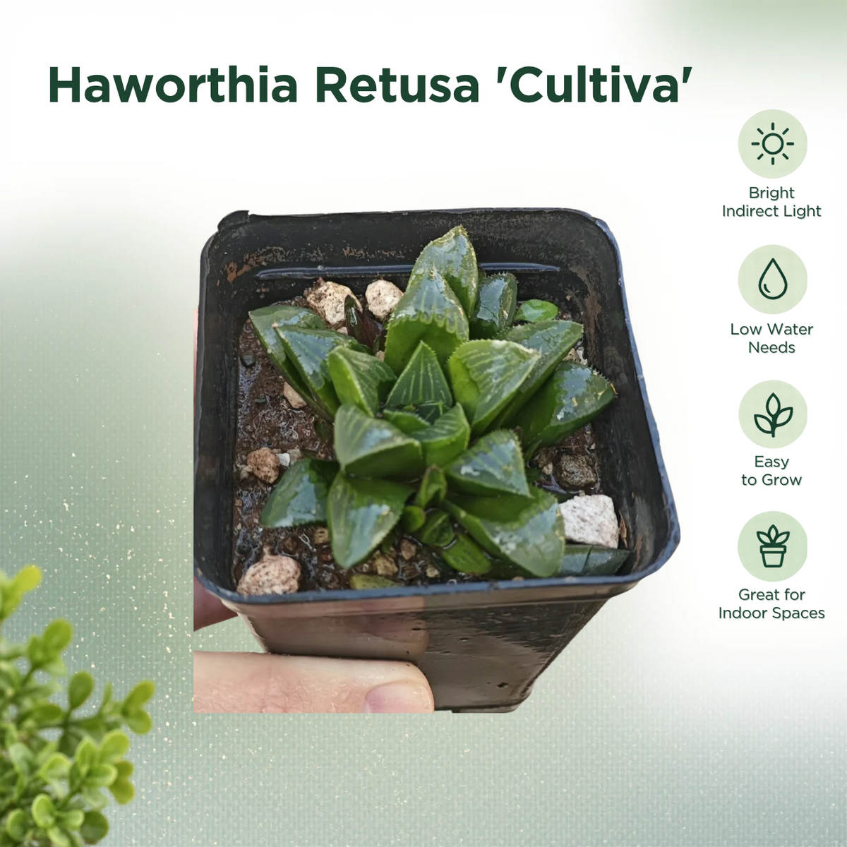 Haworthia Retusa 'Cultiva'