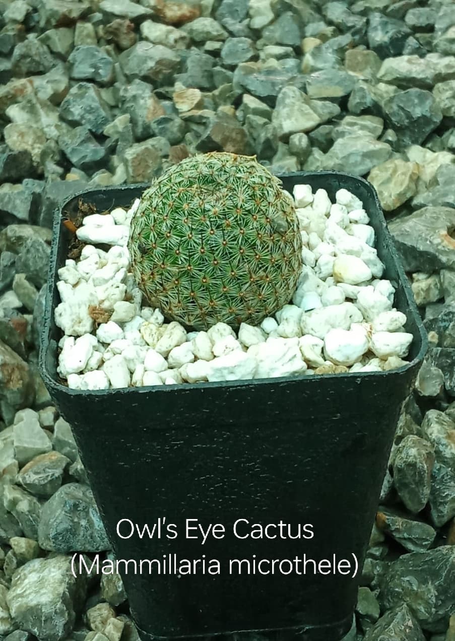 Owl's Eye Cactus