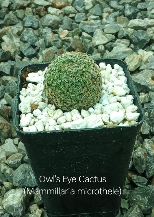 Owl's Eye Cactus