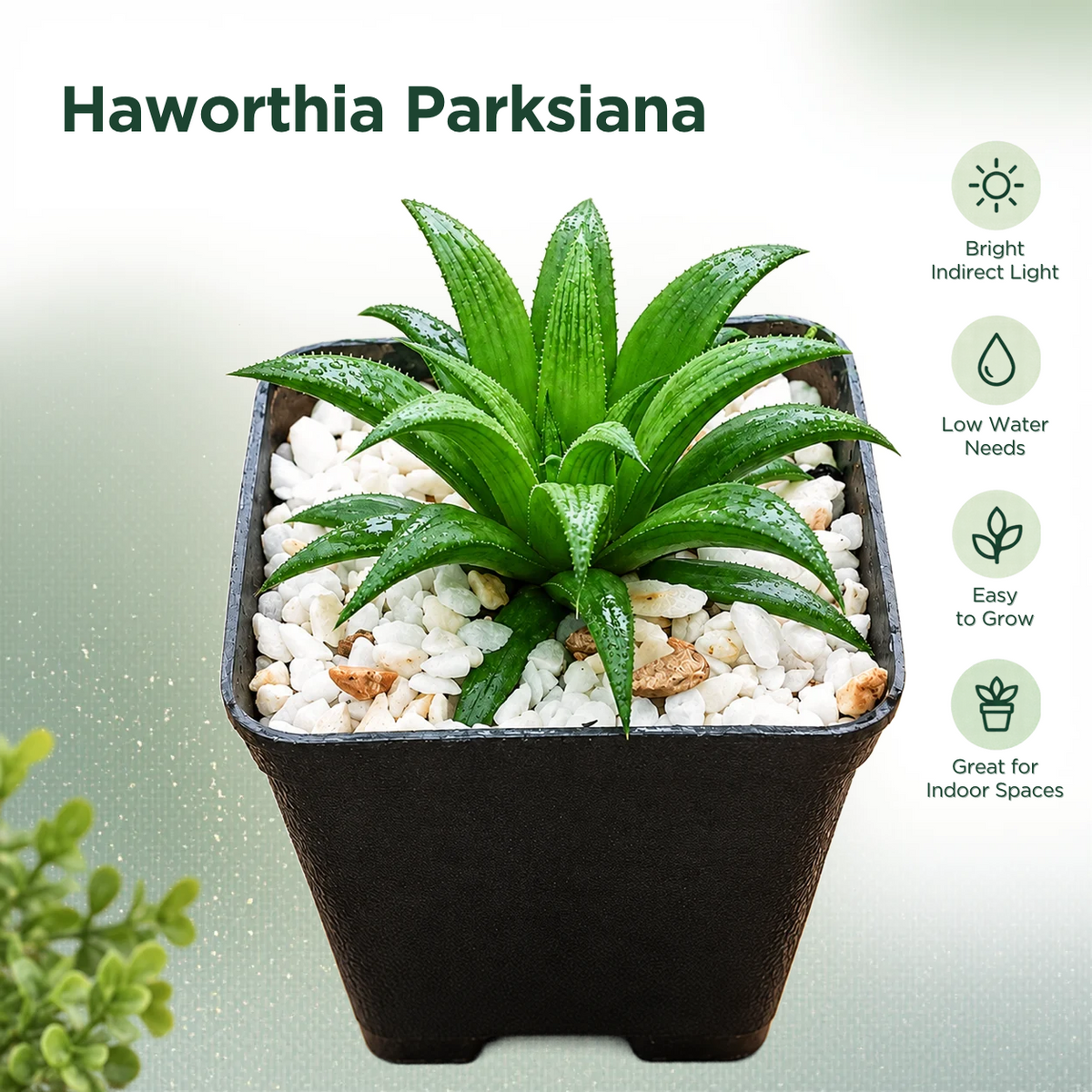 Haworthia Parksiana