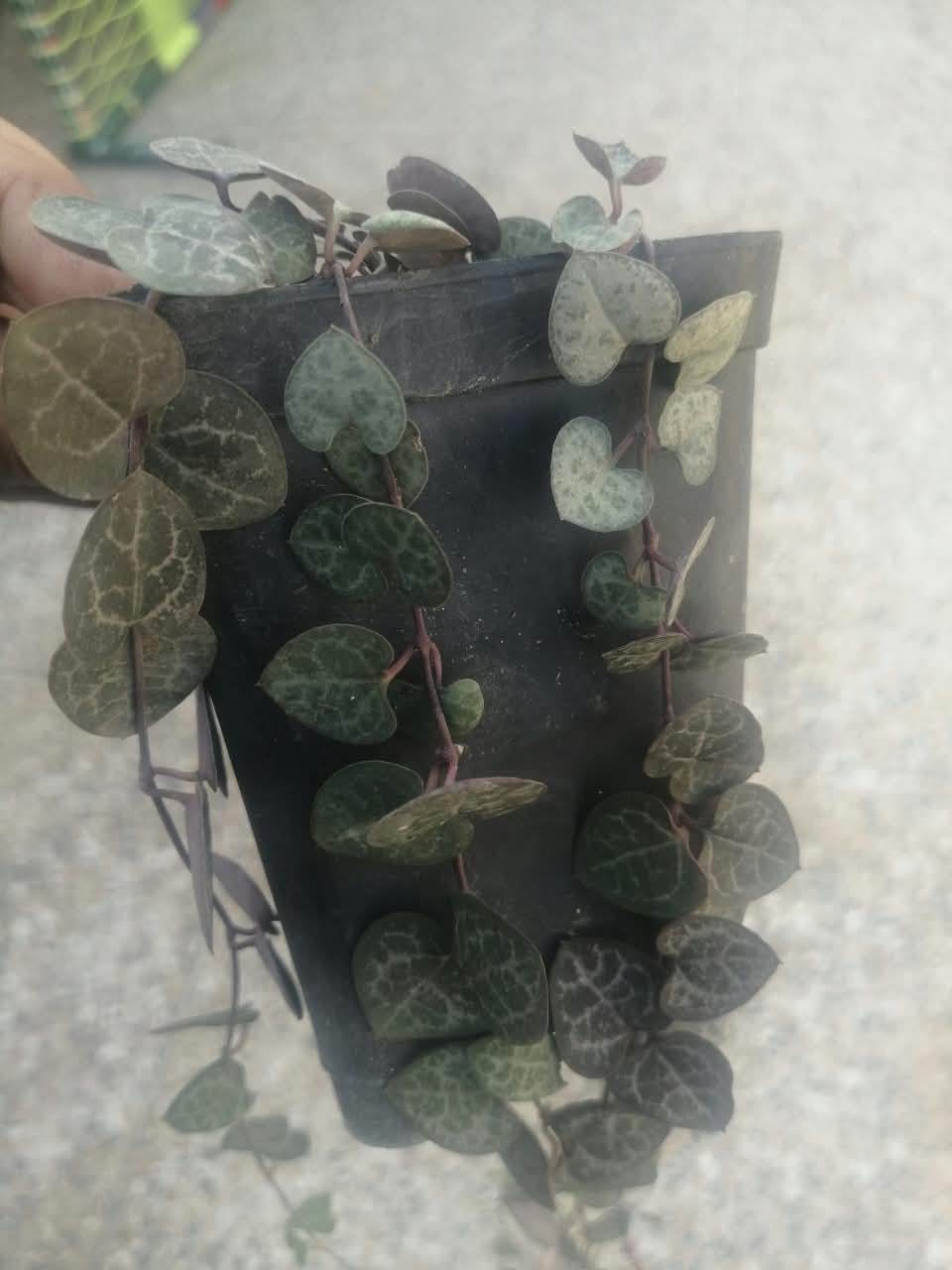 String of Hearts