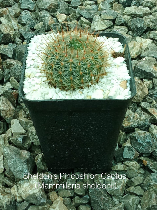 Sheldon's Pincushion Cactus (Mammilaria Sheldoni)