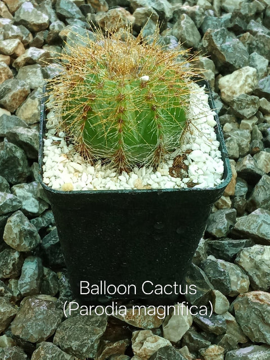 Balloon Cactus (Parodia Magnifica)