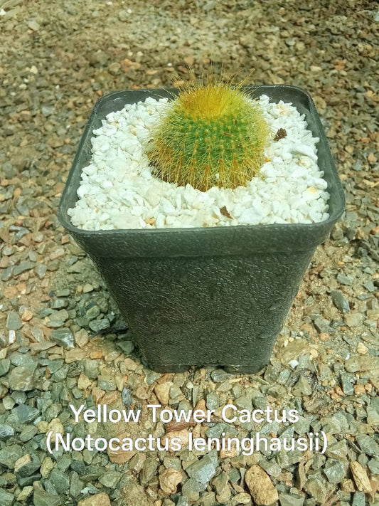 Yellow Tower Cactus