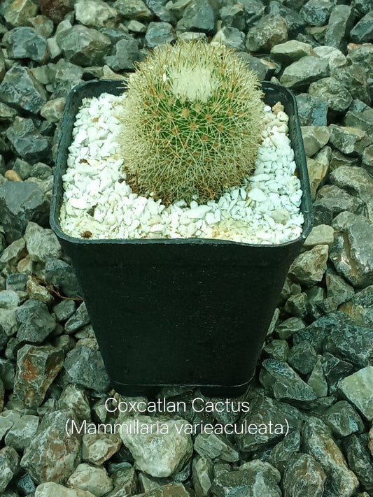 Coxcatlan Cactus (Mammillaria Varieaculeata)