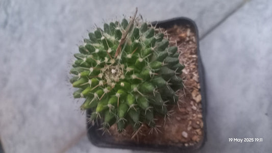 Mother of Hundreds Cactus (Mammillaria Compressa)