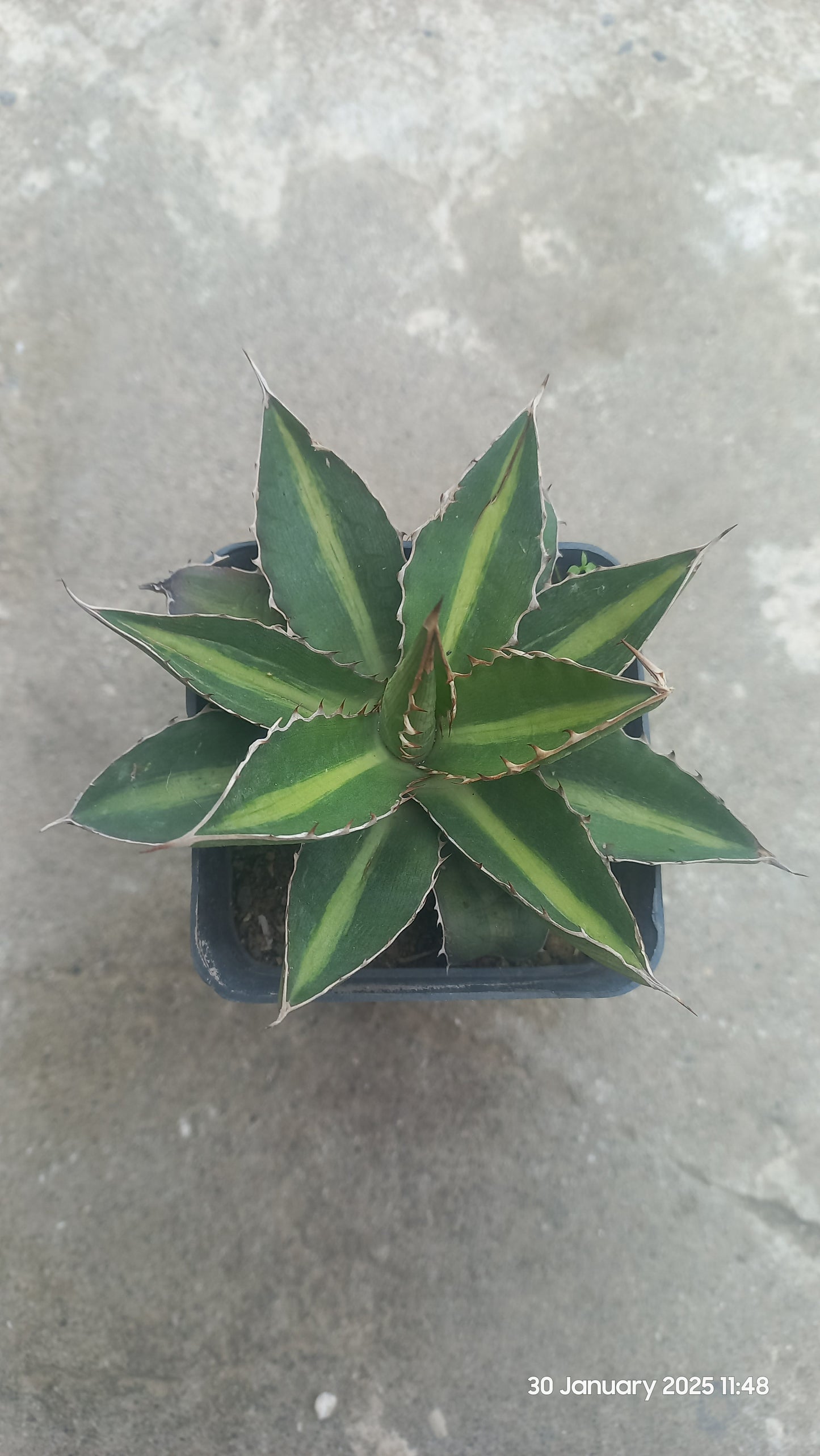 Agave Univittata Splendida "Center Stripe Agave"