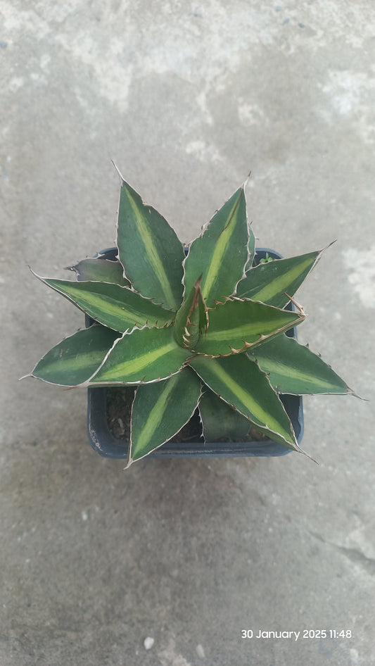 Agave Univittata Splendida "Center Stripe Agave"