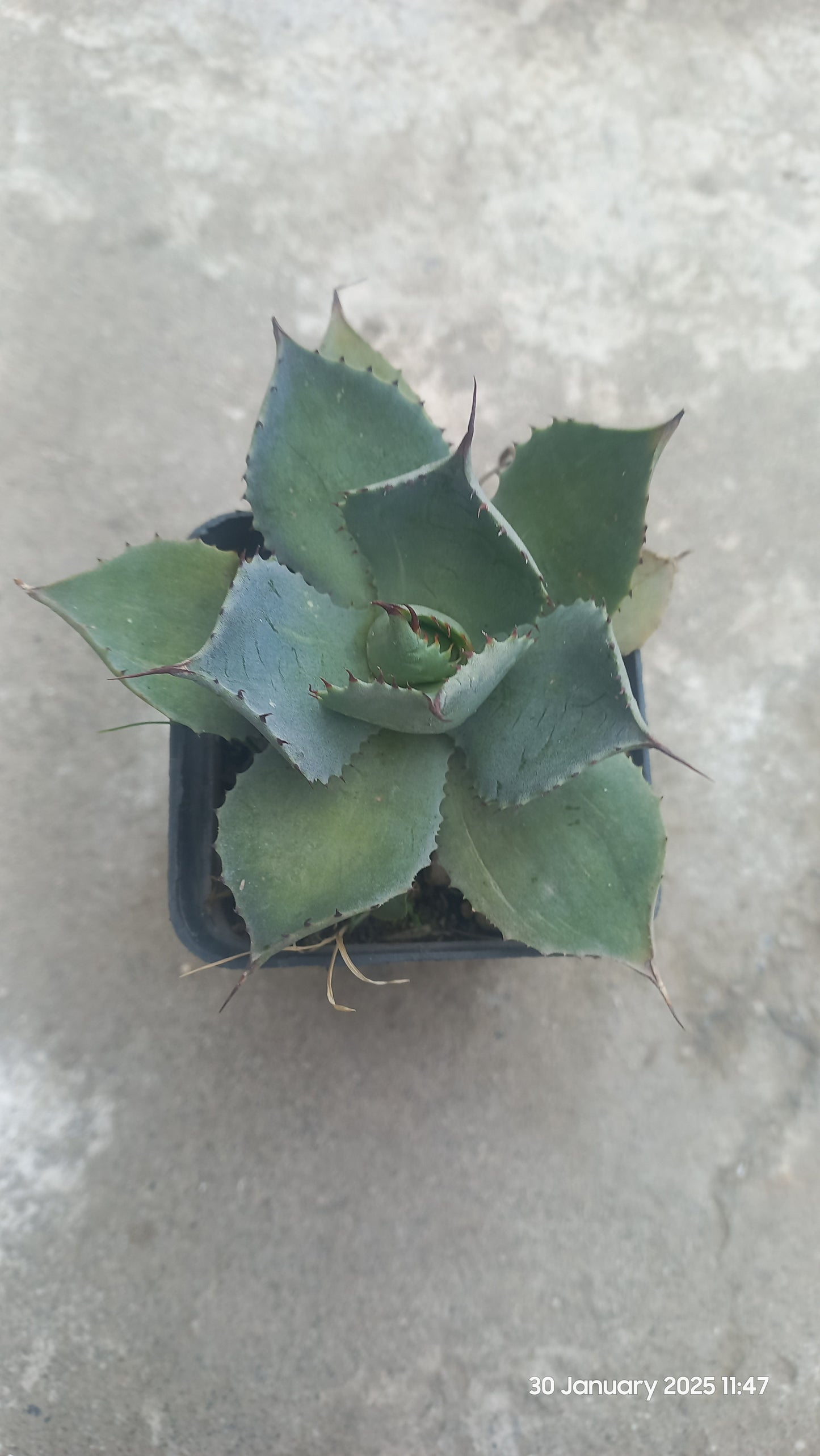 Agave Potatorum