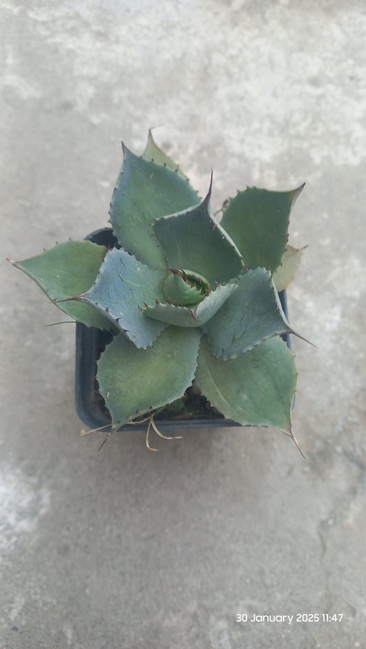 Agave Potatorum