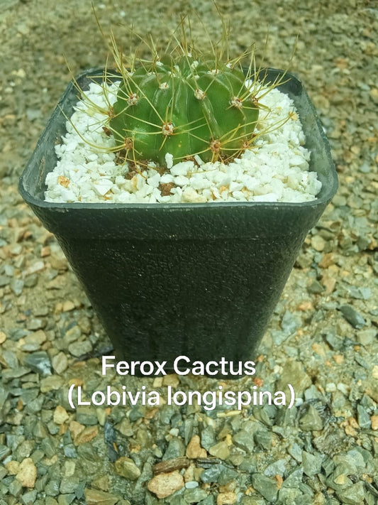 Ferox Cactus (Lobivia Longispina)