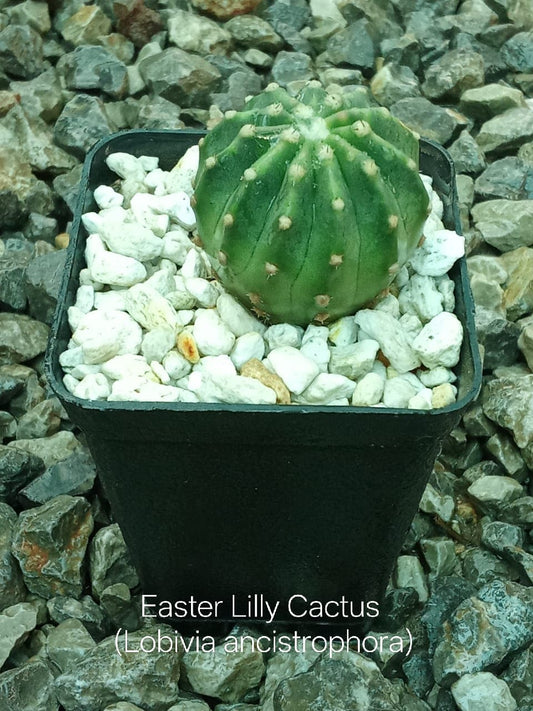 Easter Lilly Cactus
