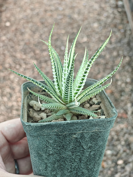 Haworthia Zebra Variegated