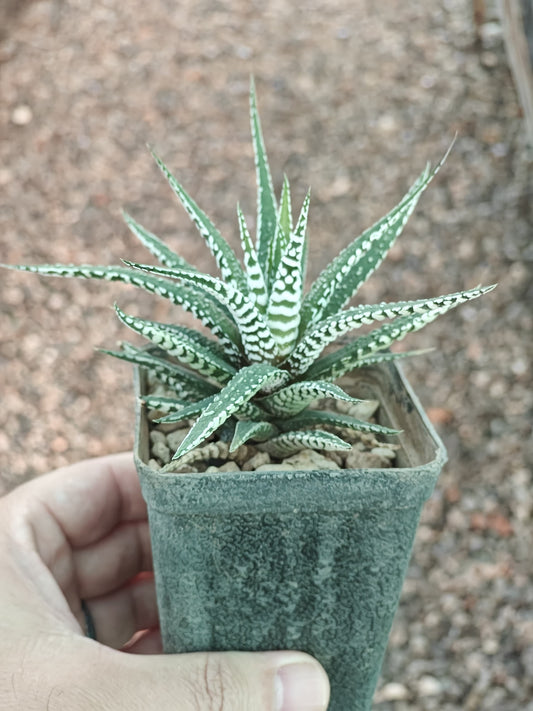 Haworthia Super Zebra