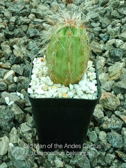 Old man of the Andes Cactus