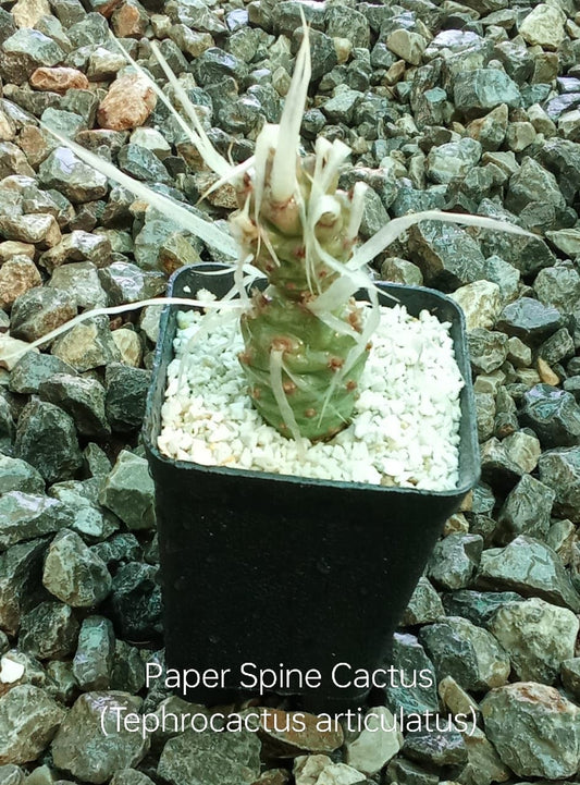 Paper Spine Cactus