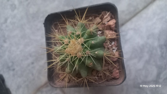 Golden Barrel Cactus (Kroenleinia Grusonii)