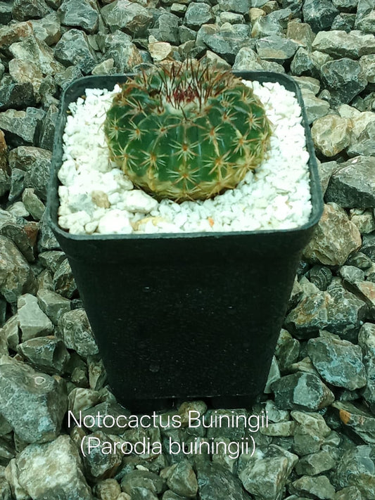 Notocactus Buiningii (Parodia Buiningii)