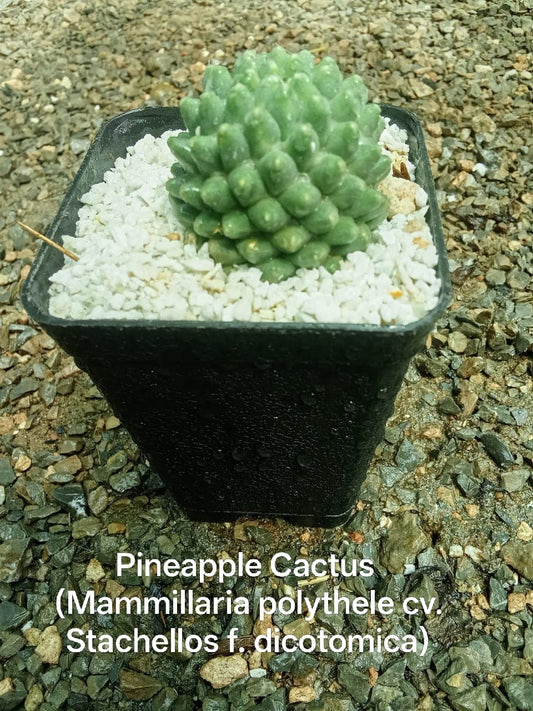 Pineapple Cactus