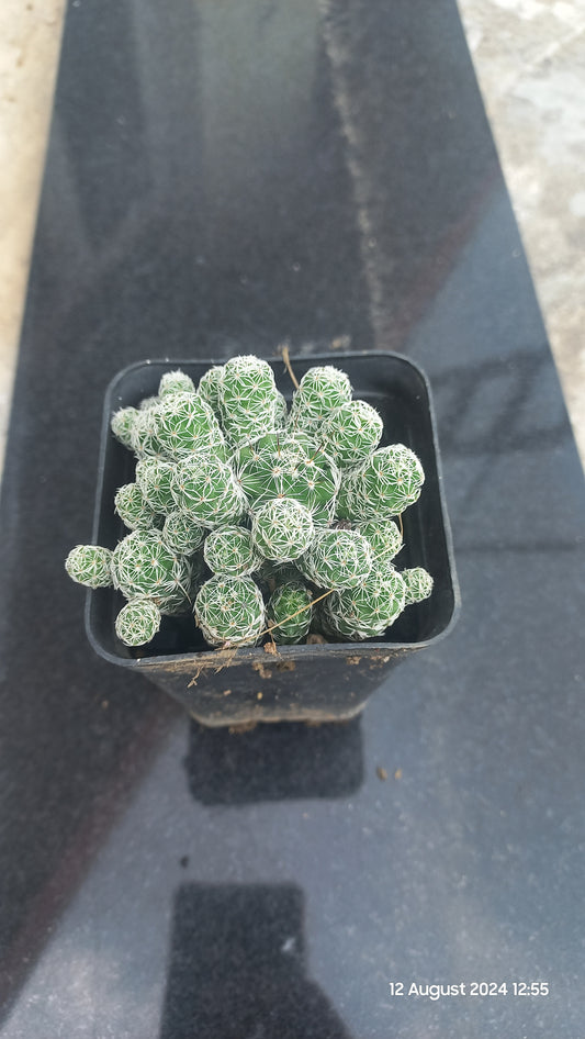 Mammillaria Gracilis Fragilis Cactus