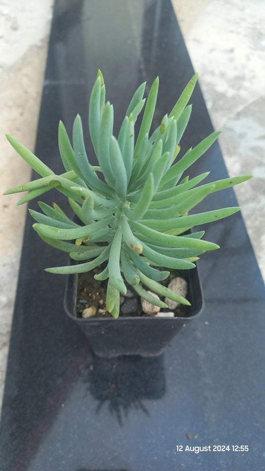 Curio repens (Blue Chalksticks)