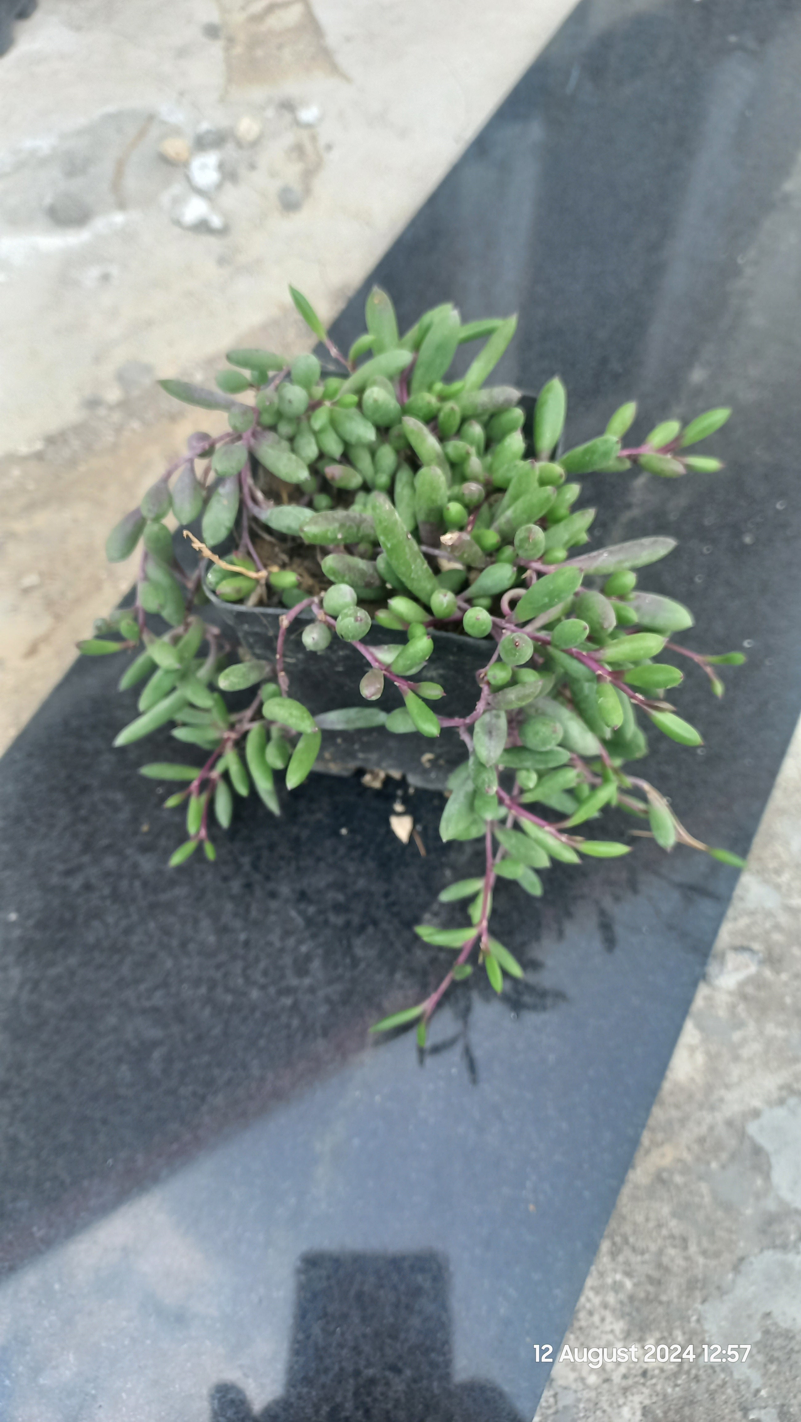 String of Ruby Necklace – Succulents.pk