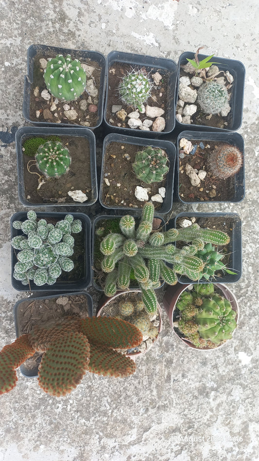 Deal of 12 Cacti