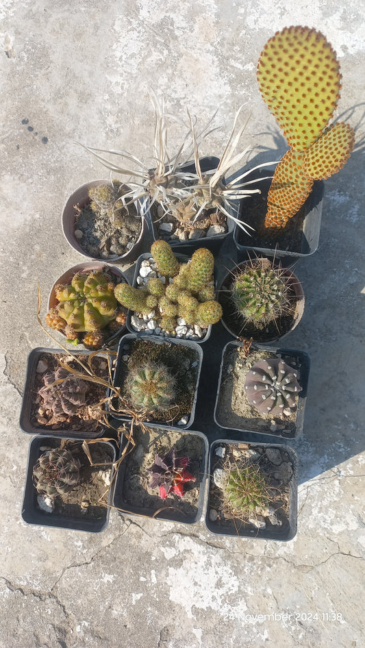 Deal of 12 Cacti