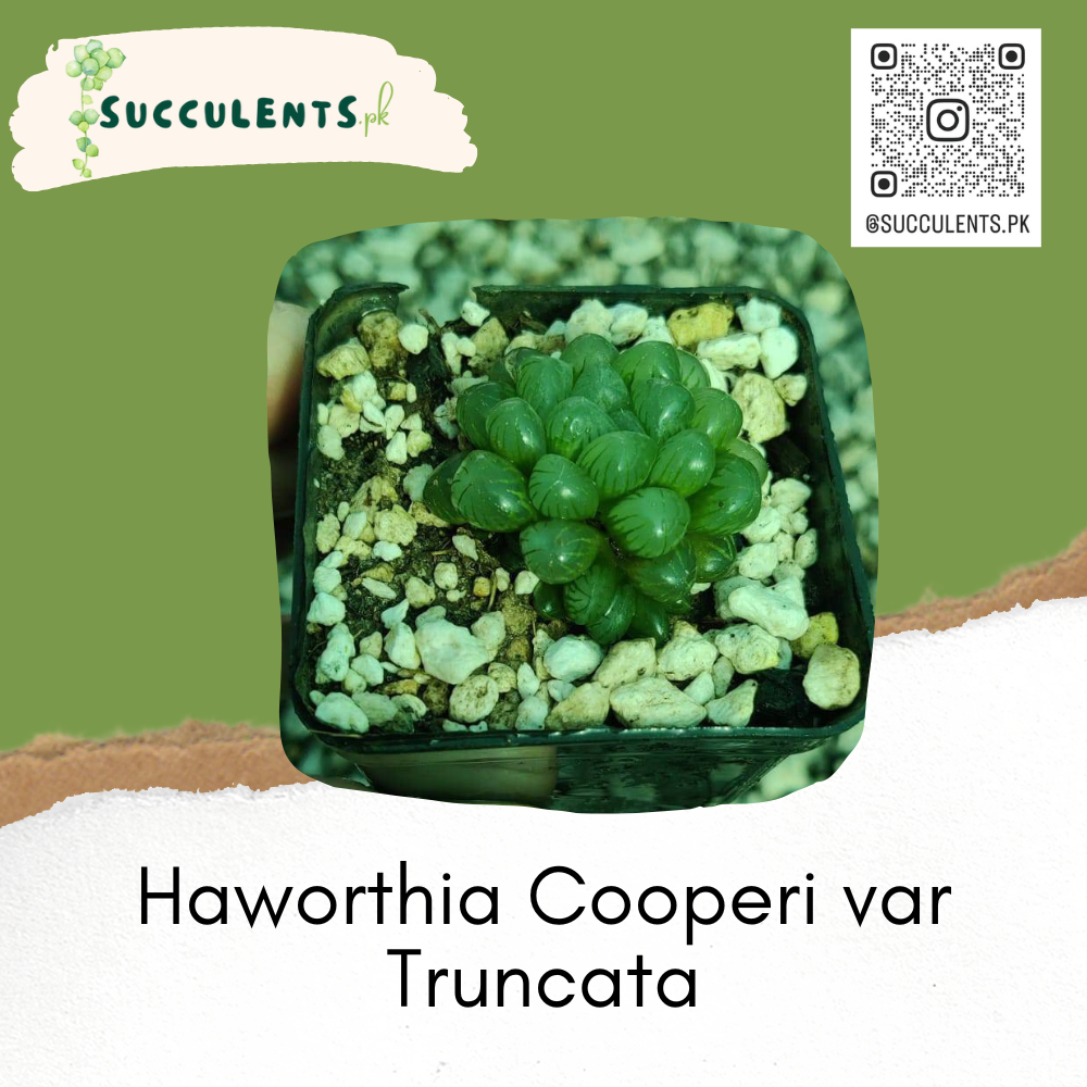 Haworthia Cooperi var Truncata