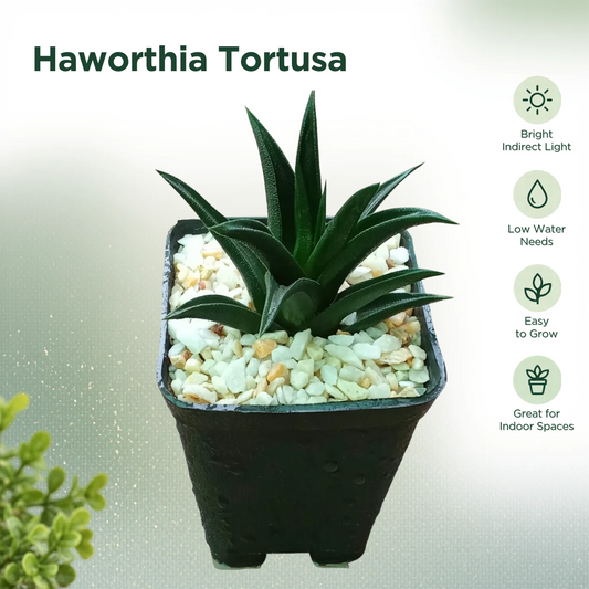 Haworthia Tortusa