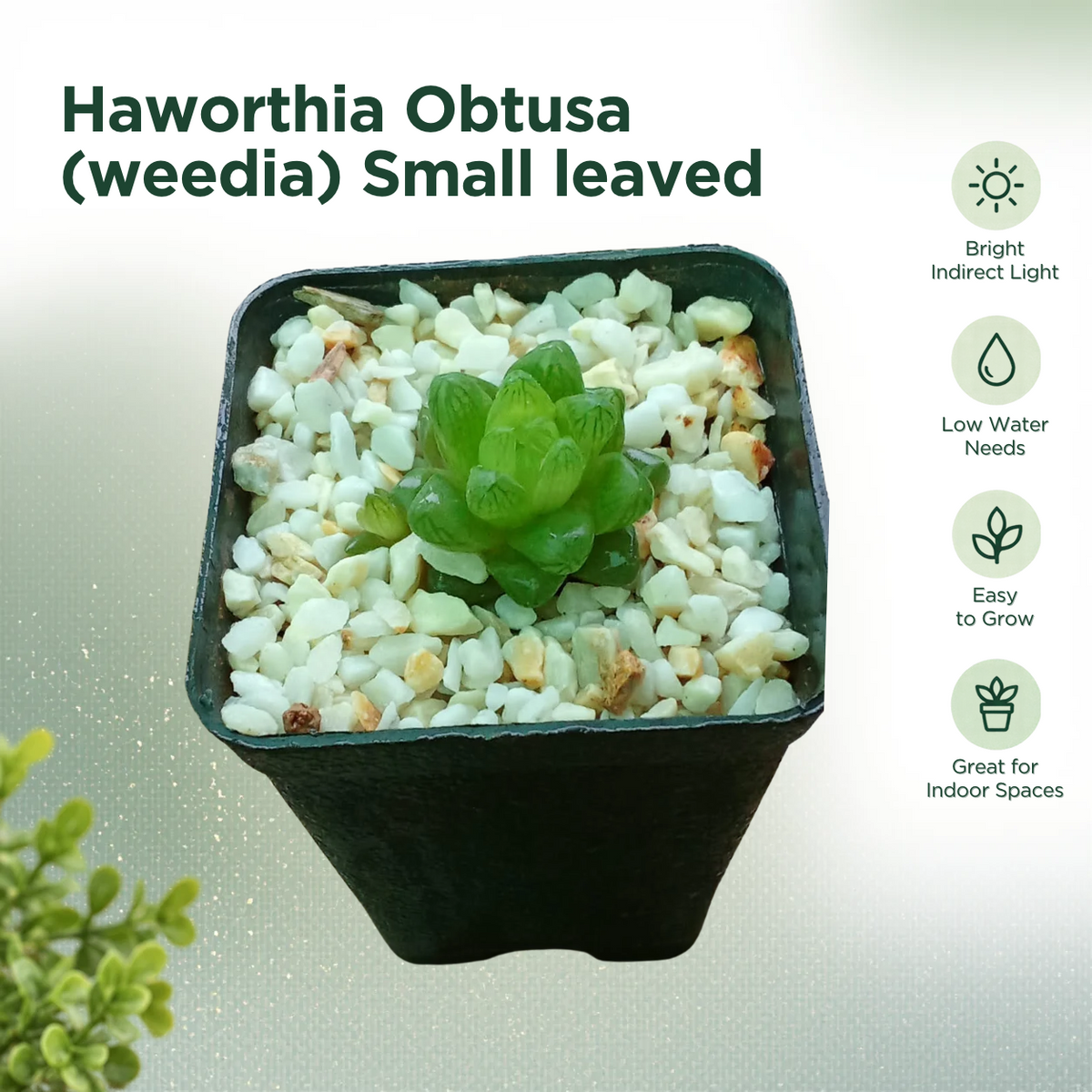Haworthia Obtusa (Weedia) Small Leaved