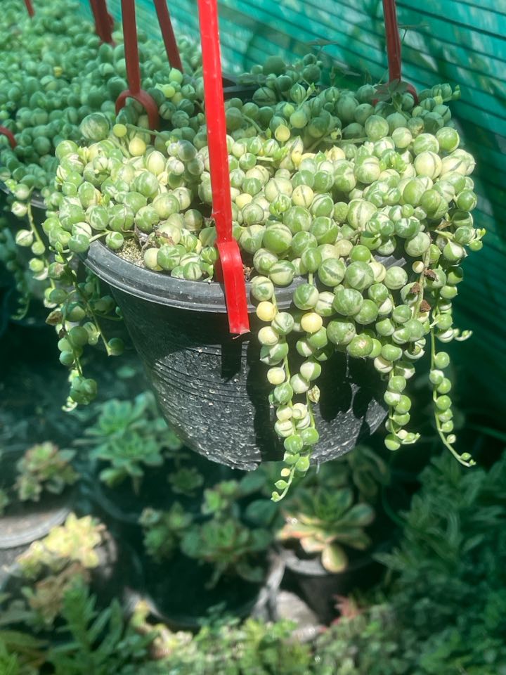 Variegated String of Pearls