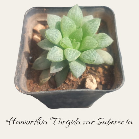 Haworthia Turgida var. Suberecta