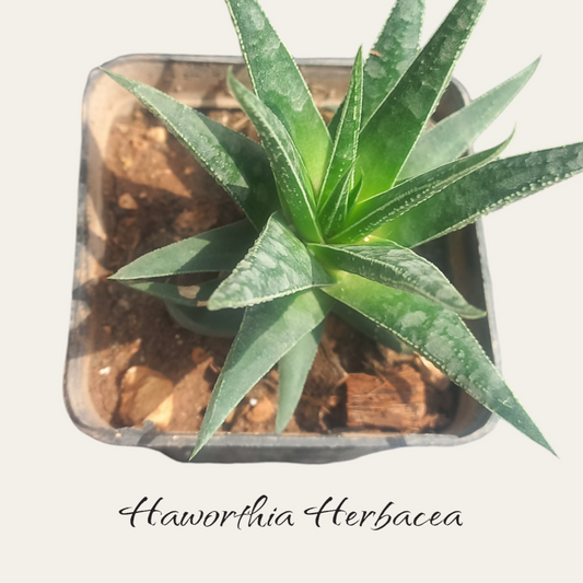 Haworthia Herbacea