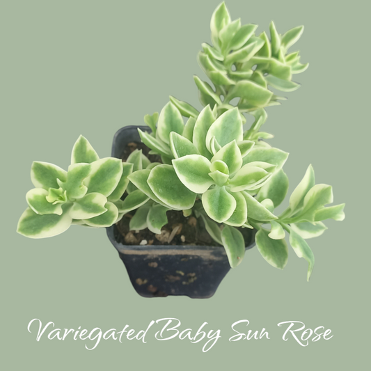 Variegated Baby Sun Rose