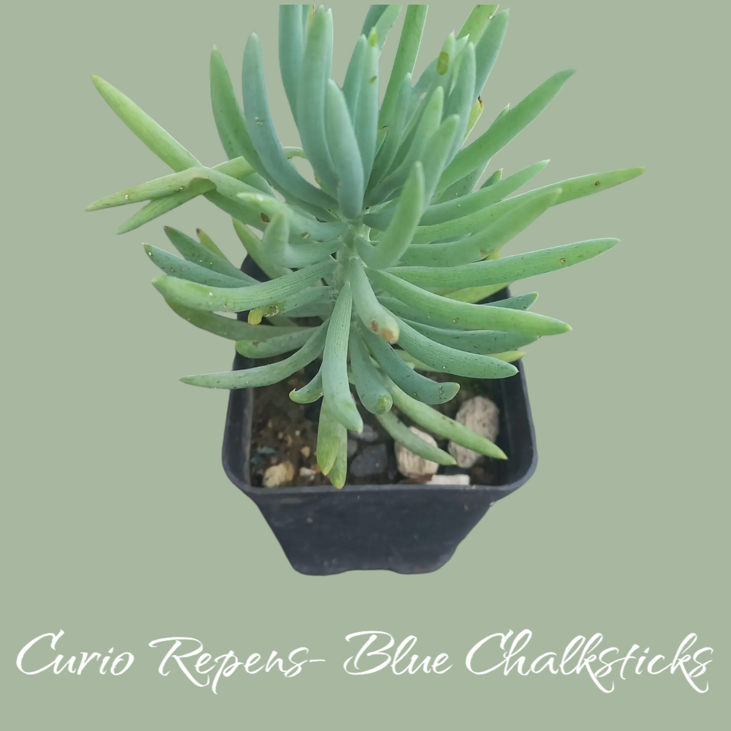 Curio repens (Blue Chalksticks)