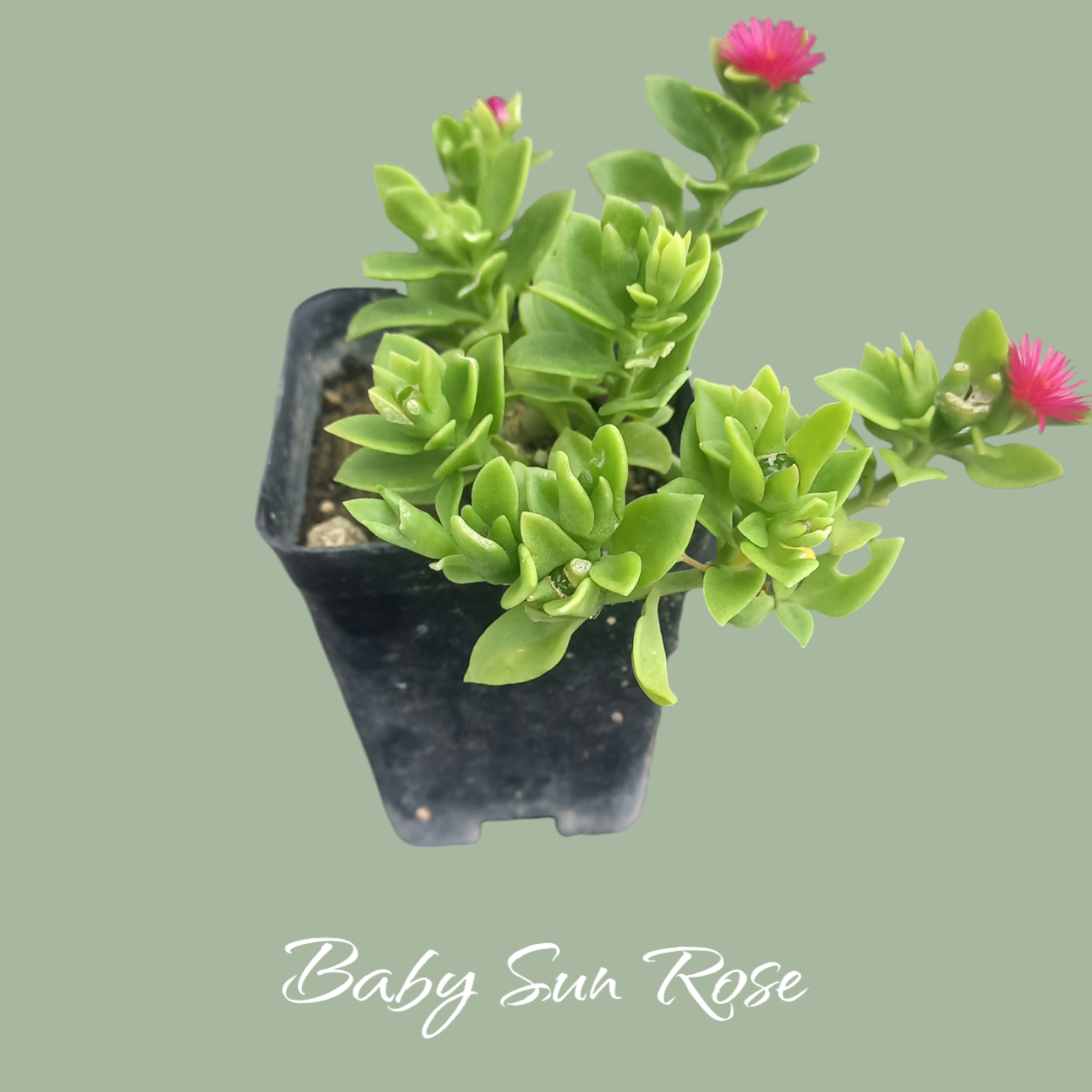Baby Rorse Baby Sun Rose – Succulents.pk