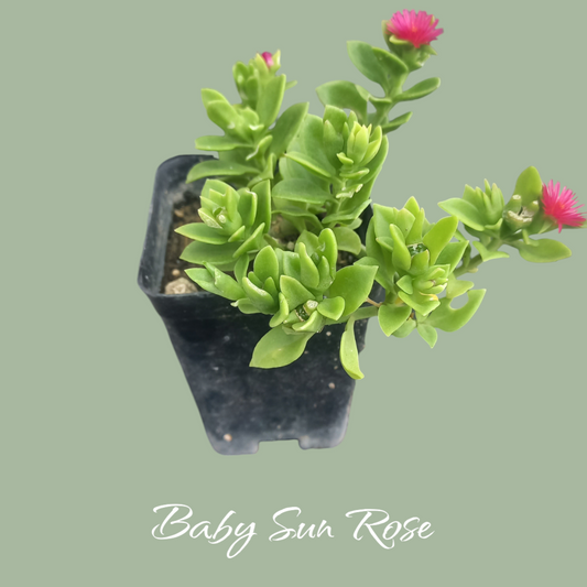 Baby Sun Rose