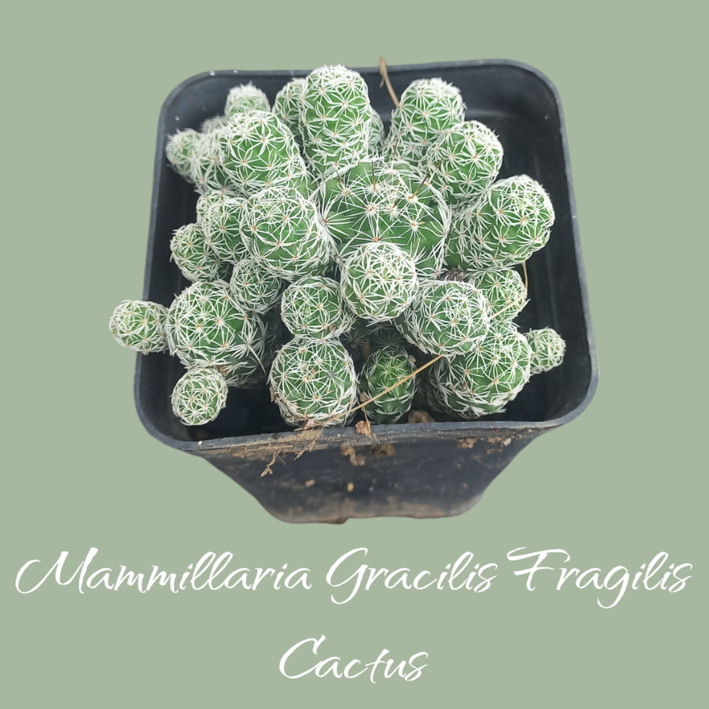 Mammillaria Gracilis Fragilis Cactus