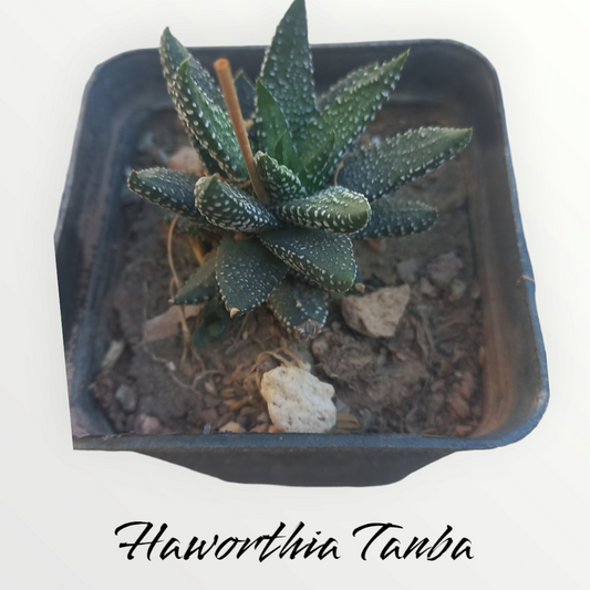 Haworthia Tanba