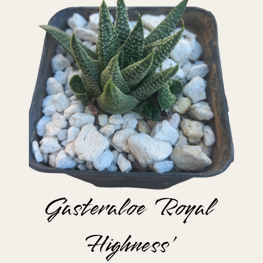 Gasteraloe 'Royal Highness'