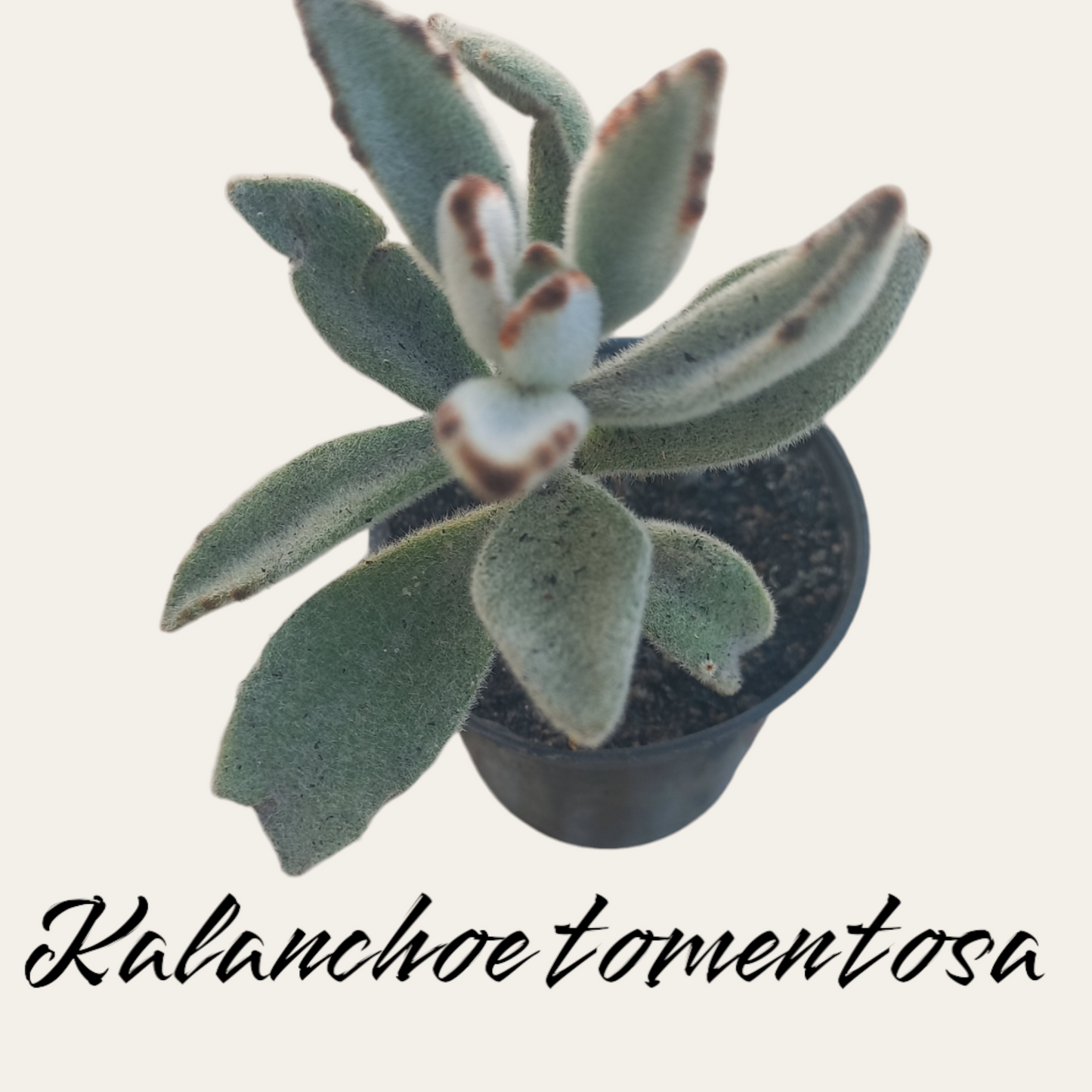 Kalanchoe Tomentosa | Panda Plant