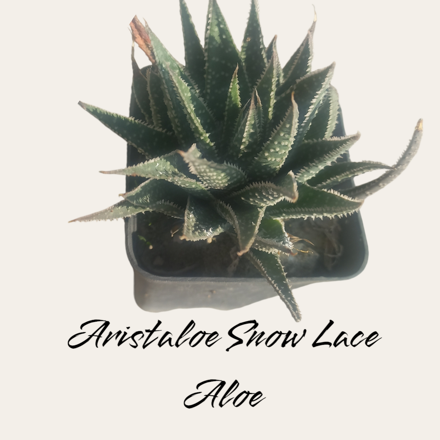 Aristaloe Snow Lace Aloe