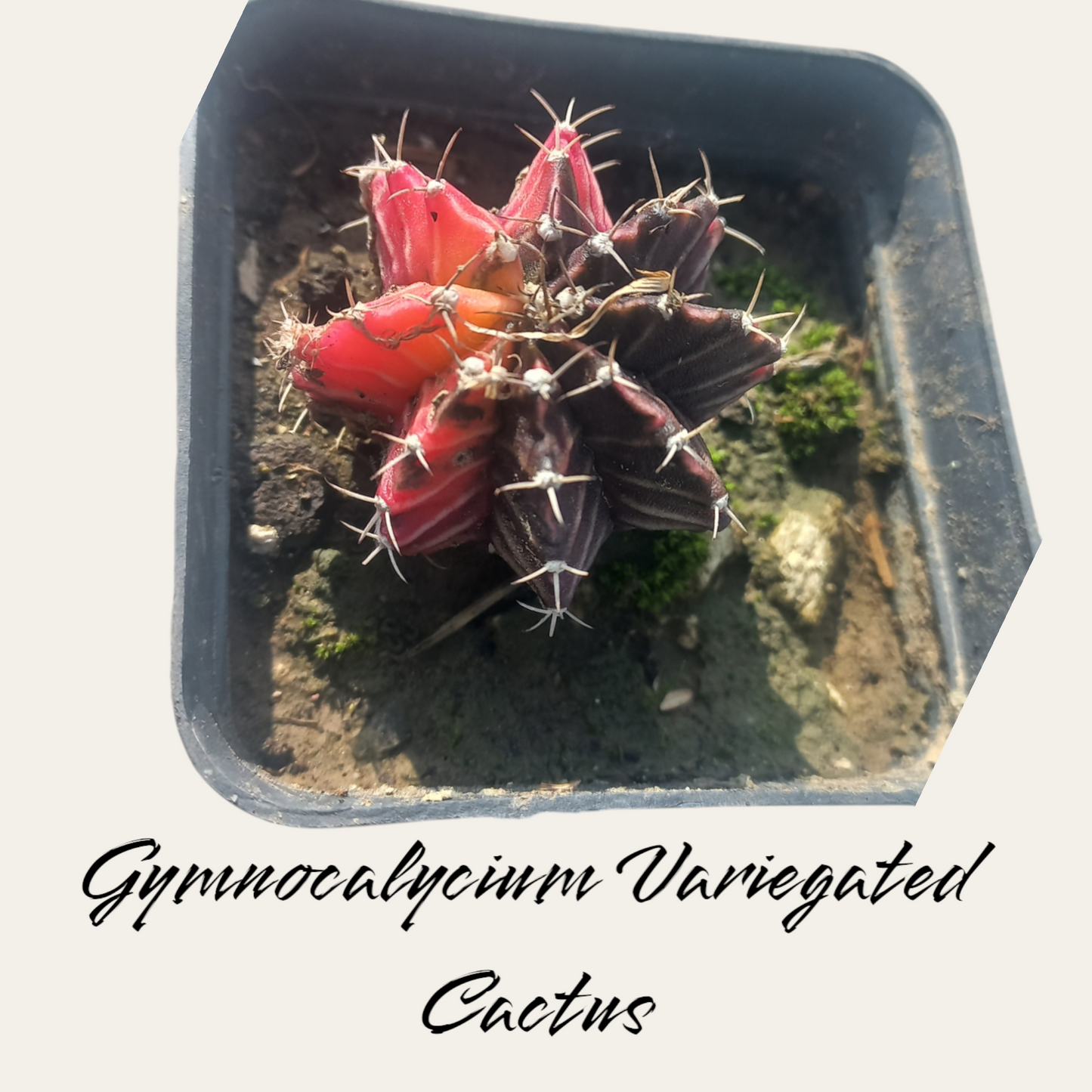 Gymnocalycium Variegated Cactus