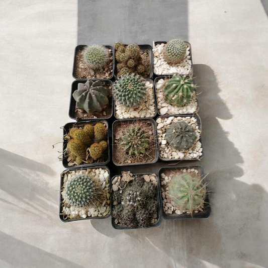 Deal of 12 Cacti