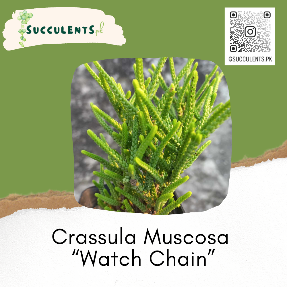 Crassula Muscosa (Watch Chain)