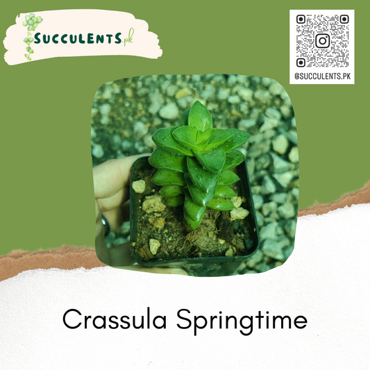 Crassula Springtime