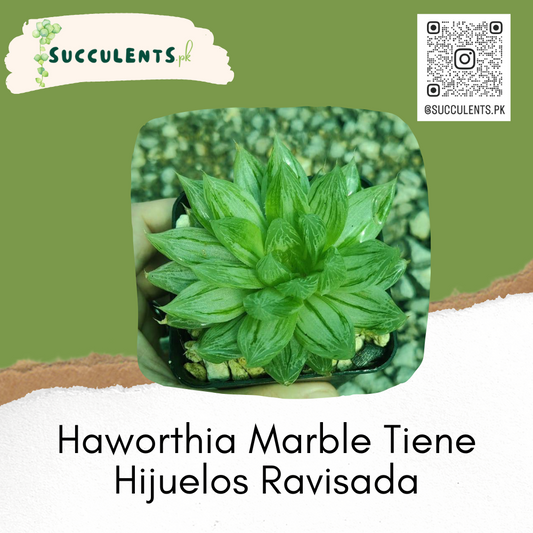 Haworthia Marble Tiene Hijuelos Ravisada