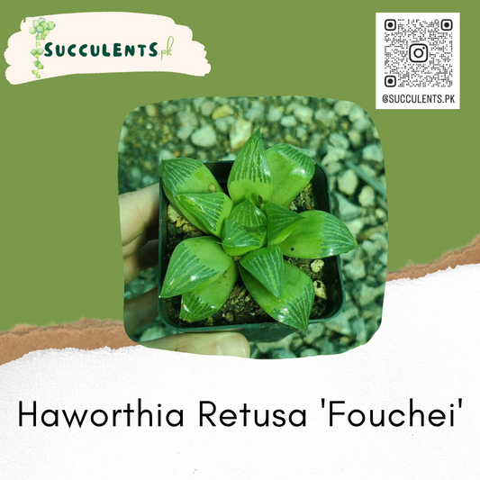 Haworthia Retusa 'Fouchei'