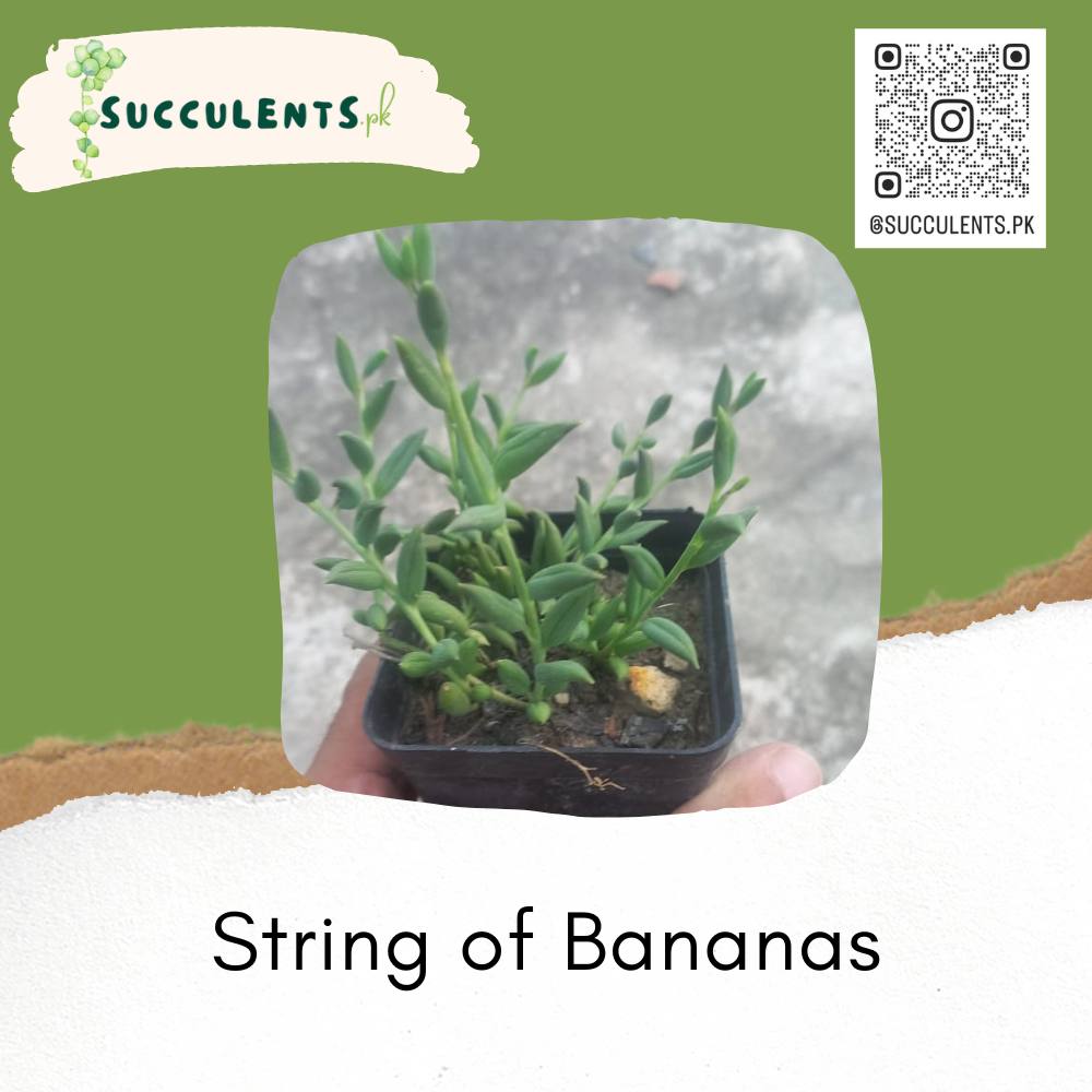 String of Bananas